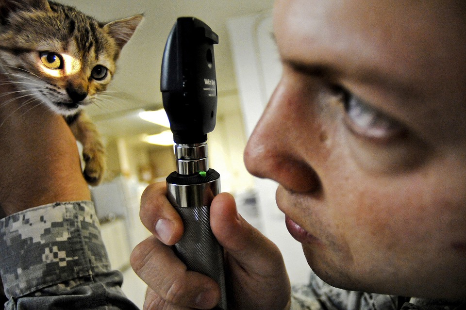Adopted kitten is checked by army vet 