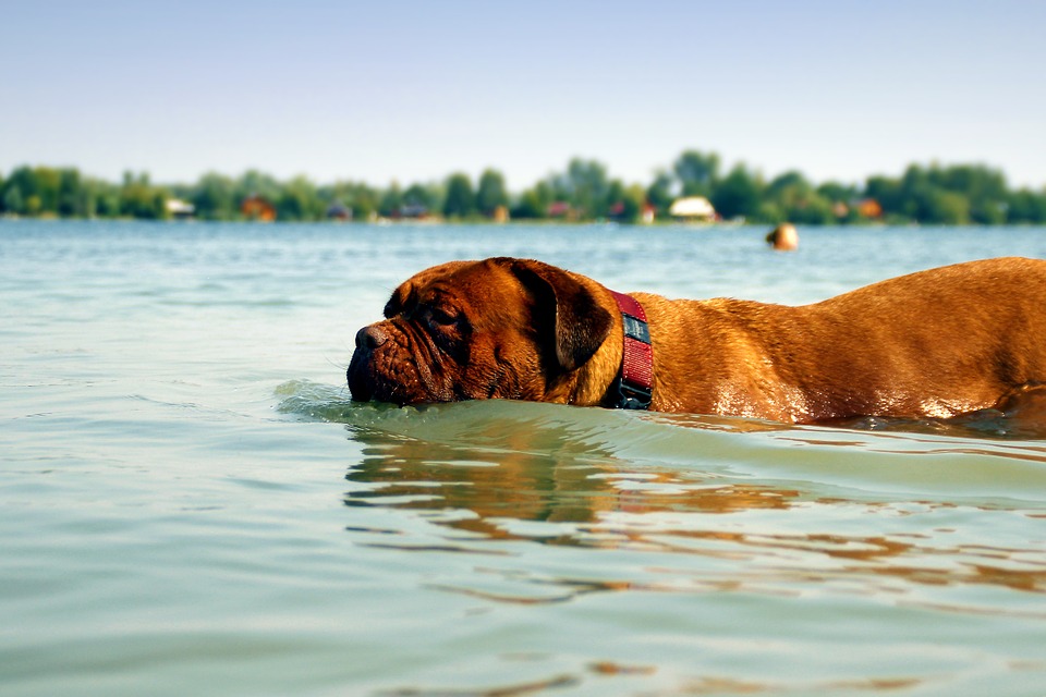 Dog takes a swim to escape the summer heat