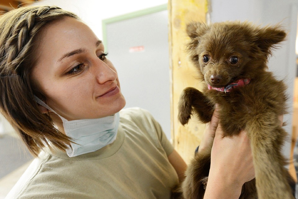 Orlando veterinarian works with a rescue dog in Orlando