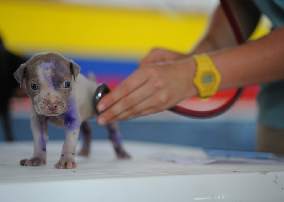 Friendly vet examines a new puppy in Orlando